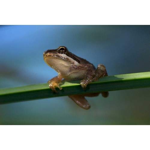 CA, San Diego, Mission Trails A Baby Tree Frog